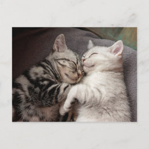 Kitten Kattunge Cute Roligt vykort