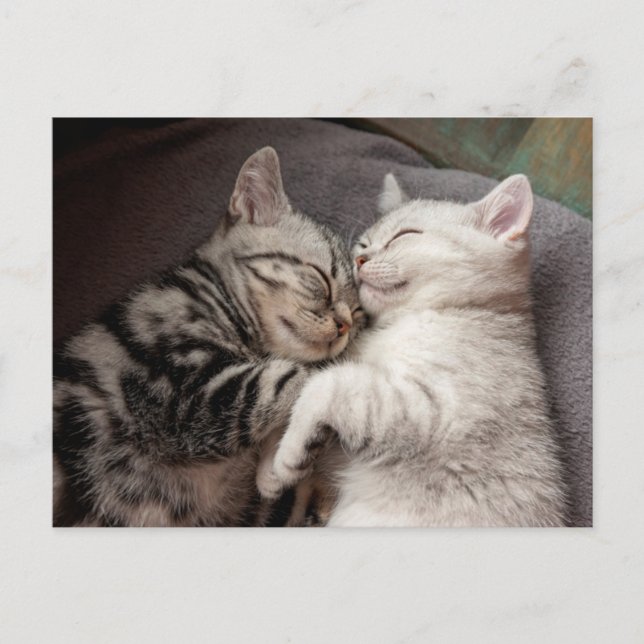 Kitten Kattunge Cute Roligt vykort (Framsida)