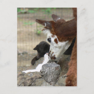 Kitten Kisses for Alpaca Postcard Vykort