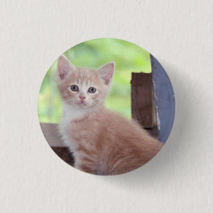 Kitten Knapp