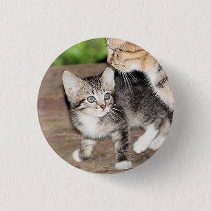 Kitten Knapp