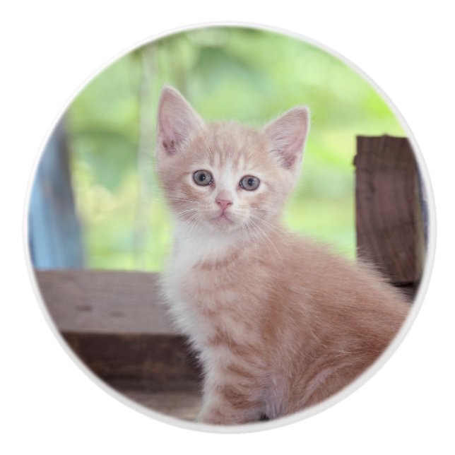 Kitten Knopp (Framsidan)