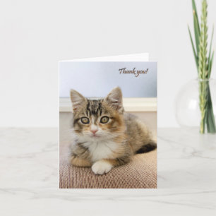 Kitten Kort