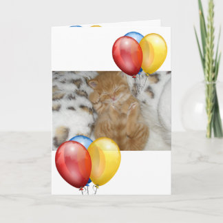 Kitten Kort