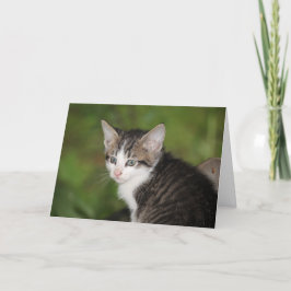 Kitten Kort