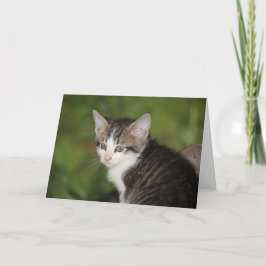 Kitten Kort
