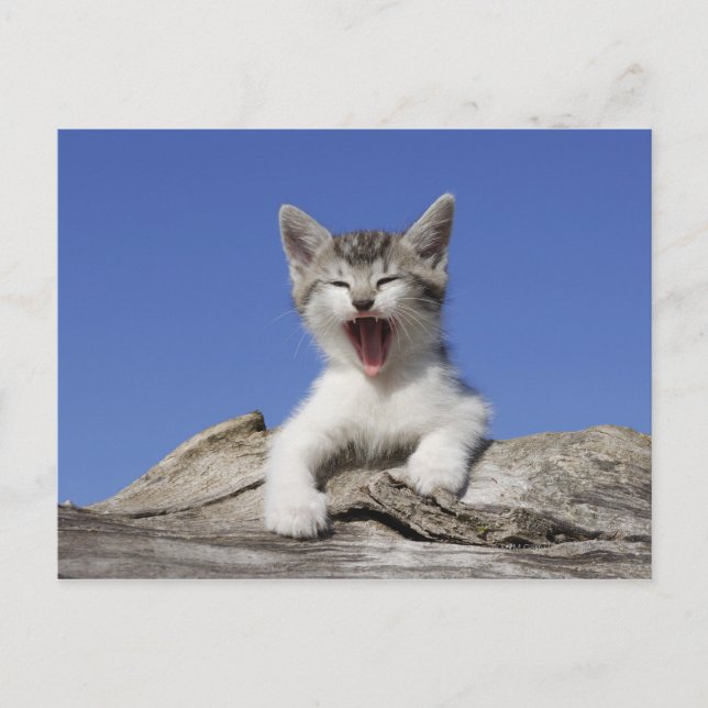 Kitten ljugande på logg, jakt, stängning vykort (Framsida)
