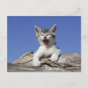 Kitten ljugande på logg, jakt, stängning vykort