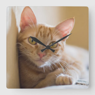 Kitten Ljugande på soffan Fyrkantig Klocka