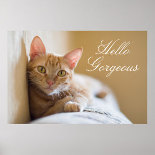 Kitten Ljugande på soffan Poster