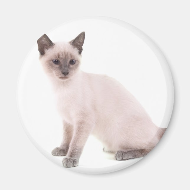 kitten magnet (Framsidan)