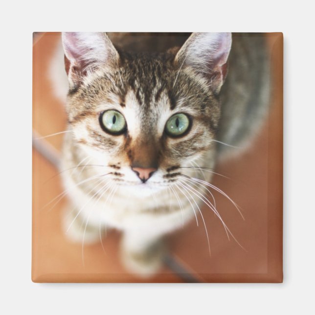 Kitten Magnet (Framsidan)