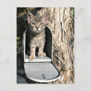 Kitten mail vykort