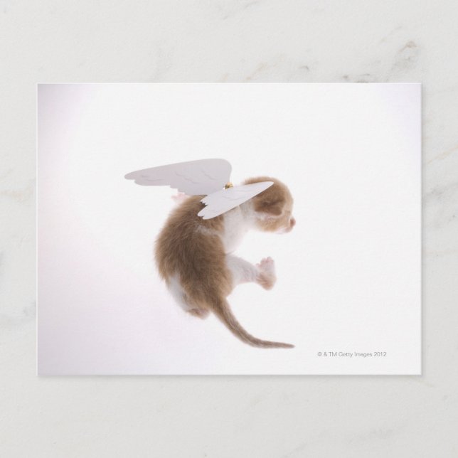 Kitten med ängel vingar fäst vid rygg, baksida vykort (Framsida)