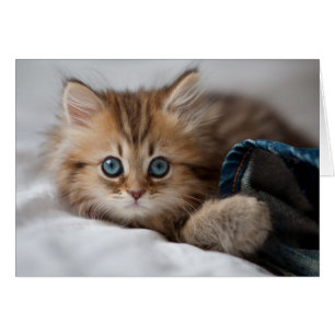Kitten med Blue Ögon Hälsningskort