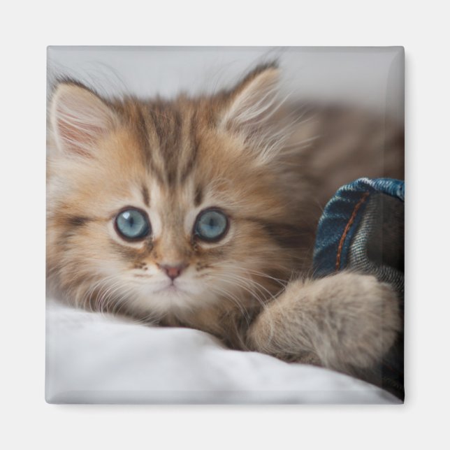 Kitten med Blue Ögon Magnet (Framsidan)