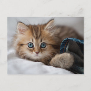 Kitten med Blue Ögon Vykort