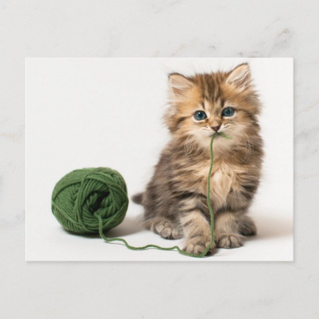 Kitten med Grönt garn Vykort (Framsida)