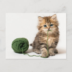 Kitten med Grönt garn Vykort