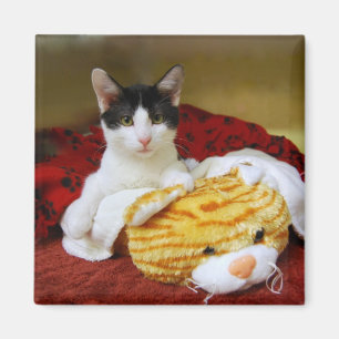 Kitten med Leksak Tiger Magnet