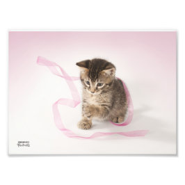 Kitten med Ribbon Fototryck