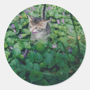 KITTEN MED VIOLET SMILE RUNT KLISTERMÄRKE