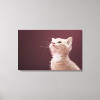 Kitten med Whiskers Canvastryck