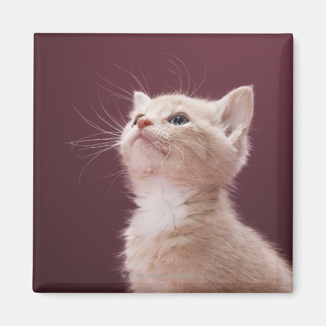 Kitten med Whiskers Magnet (Framsidan)