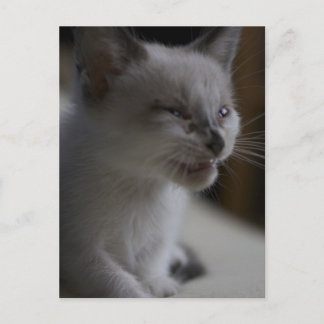 Kitten Mething vykort
