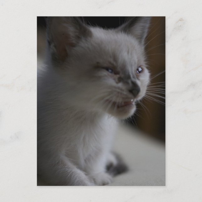 Kitten Mething vykort (Framsida)