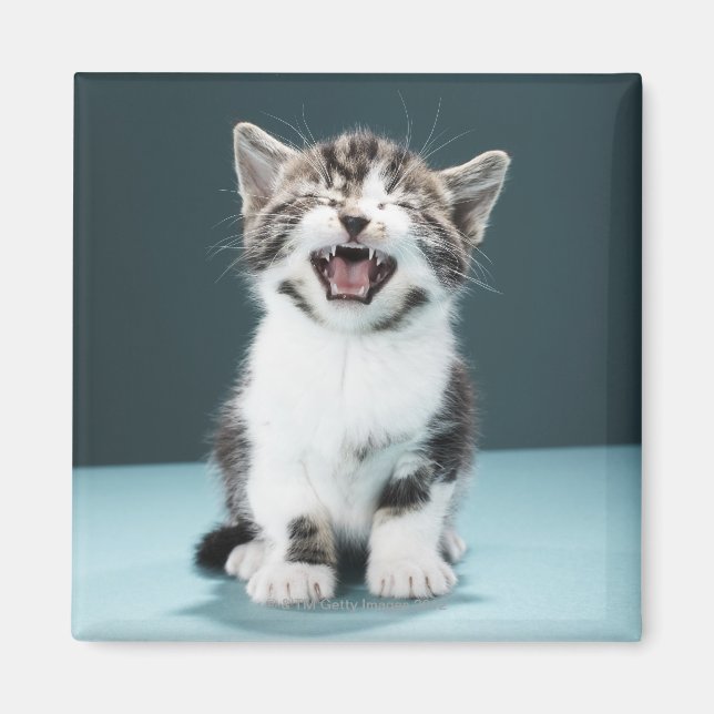 Kitten metig magnet (Framsidan)