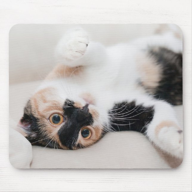 Kitten Musmatta (Framsidan)