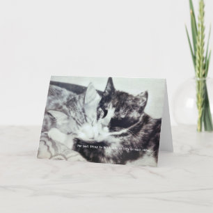 KITTEN NAP-gratulationskort Tack Kort