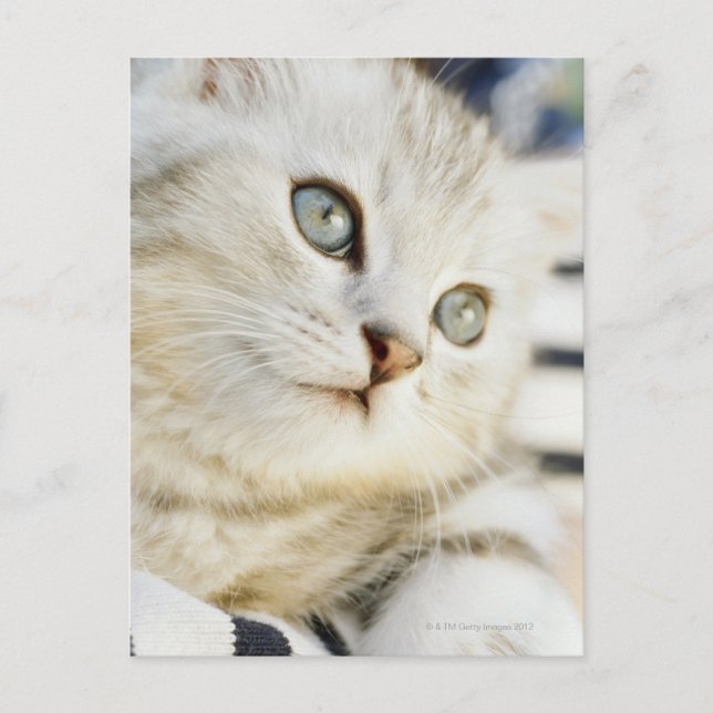 Kitten, nära 2 vykort (Framsida)