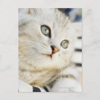 Kitten, nära 2 vykort