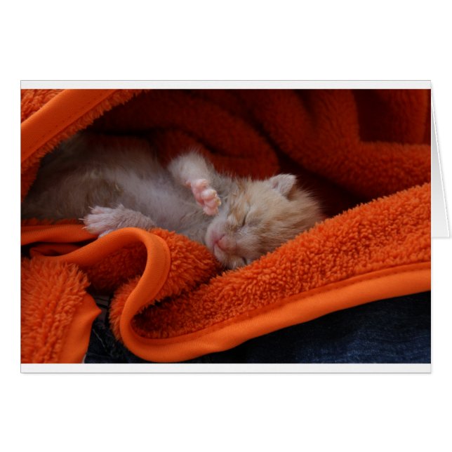 Kitten Newborn- Fully Anpassade Hälsningskort (Framsidan Horizontal)