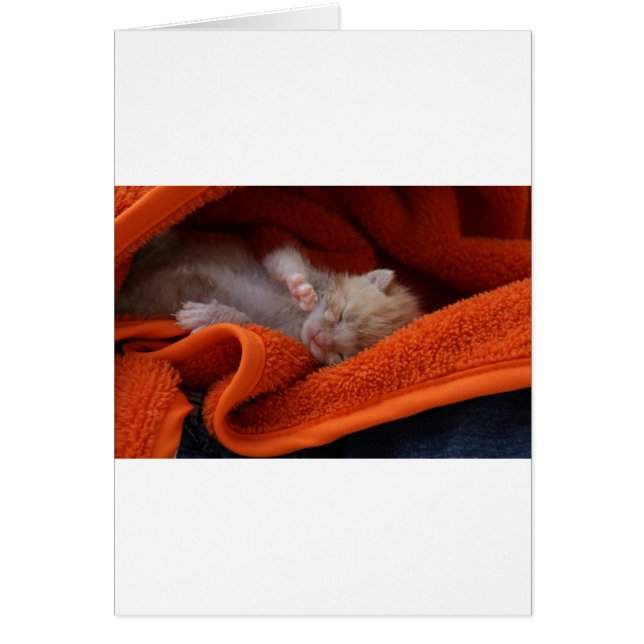 Kitten Newborn- Fully Anpassade Hälsningskort (Framsidan)