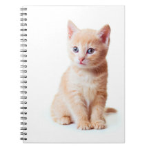 Kitten notebook