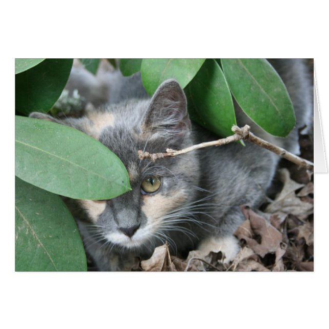 Kitten OBS Kort (Framsidan Horizontal)