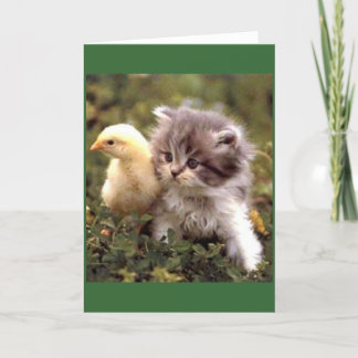Kitten och Baby Chick Kort