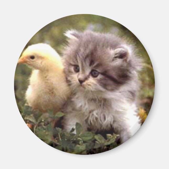 Kitten och Baby Chick Magnet (Framsidan)