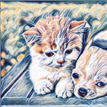 Kitten och Chihuahua Puppy