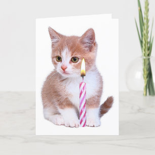Kitten och en rosa ljus kort