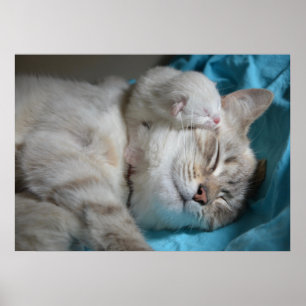 Kitten och mamma poster