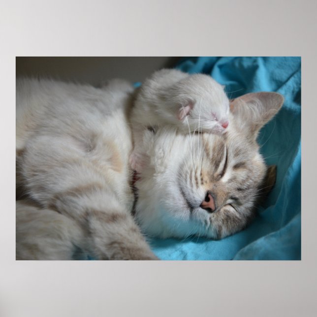 Kitten och mamma poster (Framsidan)