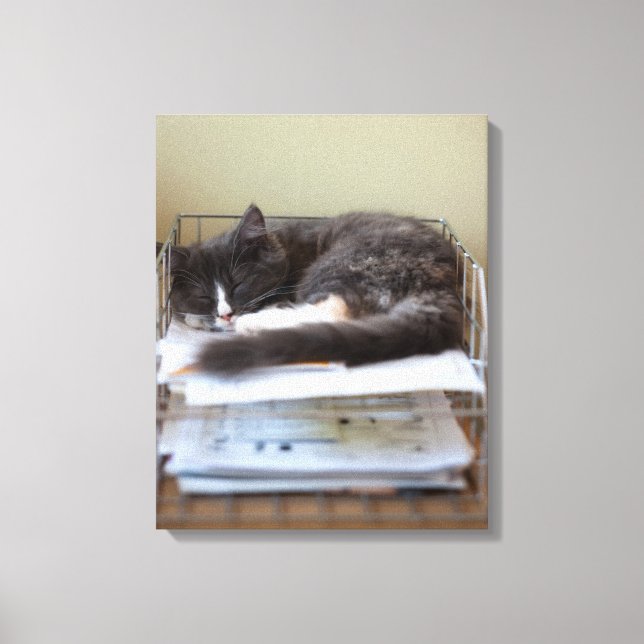 Kitten på ett kontor i lådan canvastryck (Framsida)