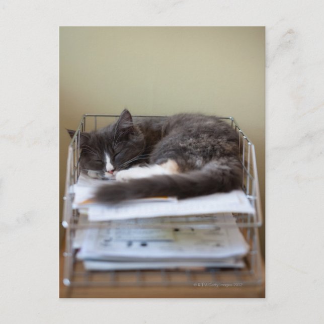 Kitten på ett kontor i lådan vykort (Framsida)
