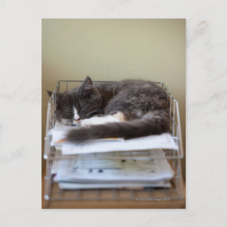 Kitten på ett kontor i lådan vykort
