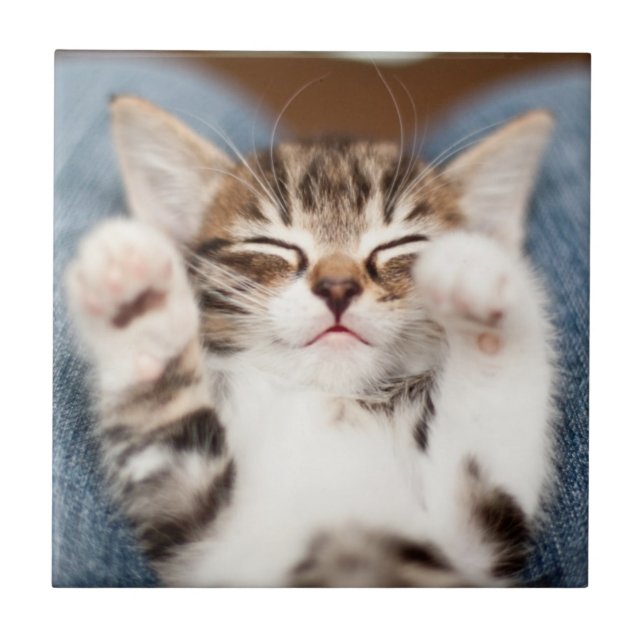 Kitten på min lucka kakelplatta (Framsidan)