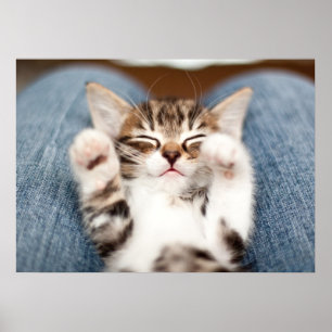 Kitten på min lucka poster